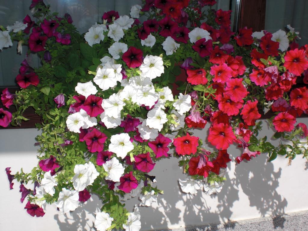 Garni Martina Hotel Carisolo